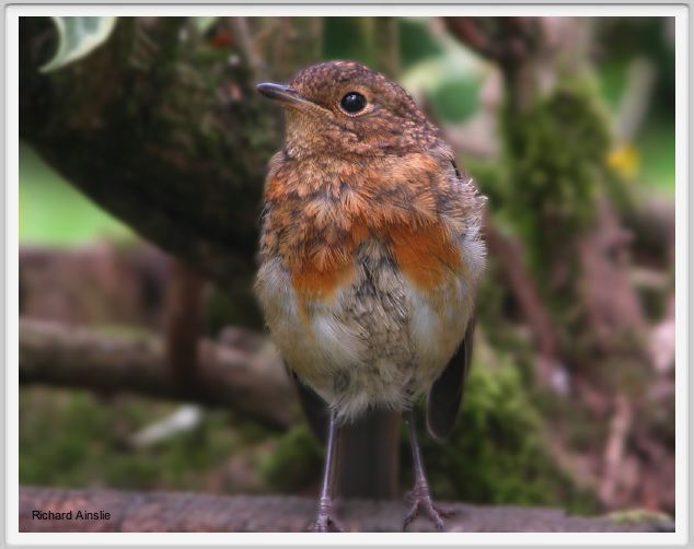 moulting robin A.jpg