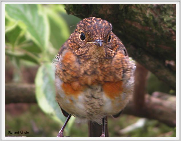 moulting robin B.jpg