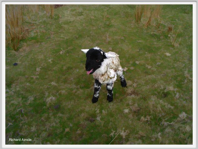 abandoned lamb A.jpg