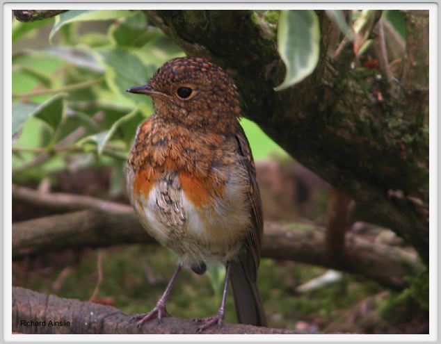 moulting robin C.jpg