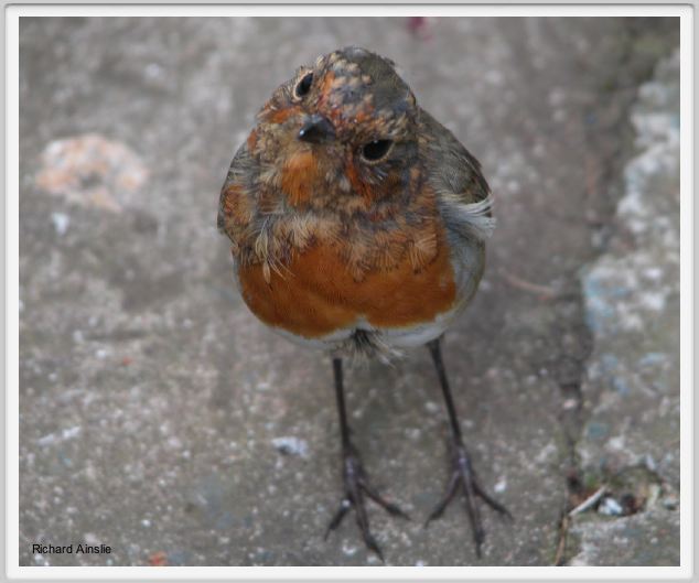 moulting robin D.jpg