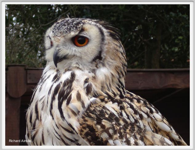 owl A.jpg