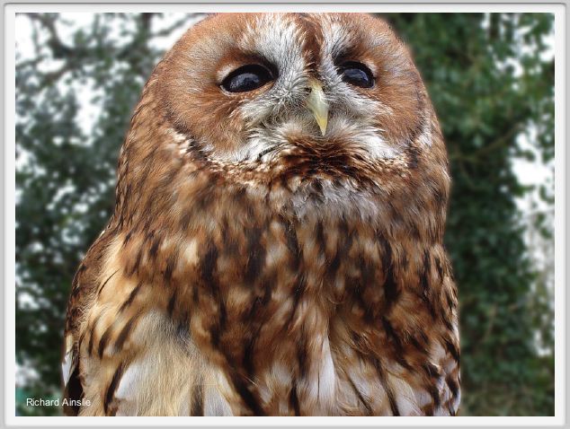 owl C.jpg