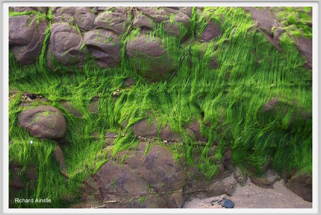 seaweed.jpg
