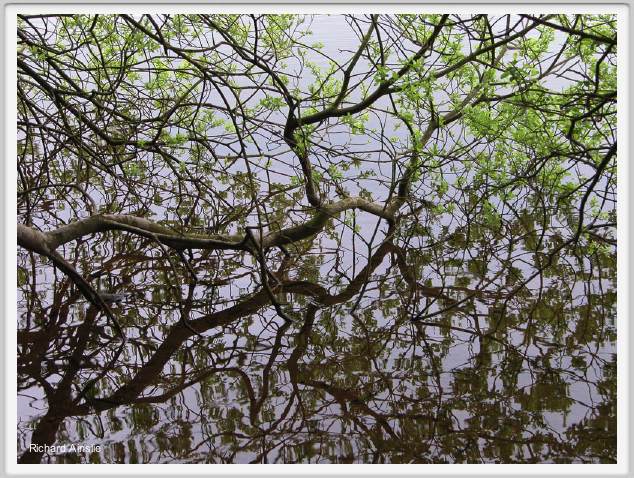 spring branch.jpg