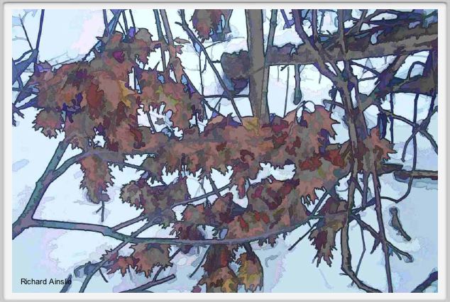 winter leaves.jpg
