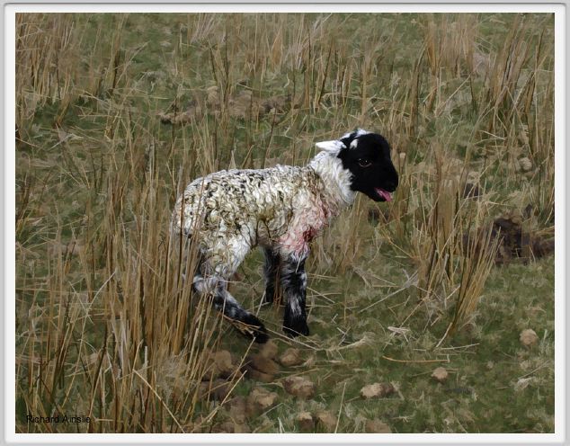abandoned lamb B.jpg