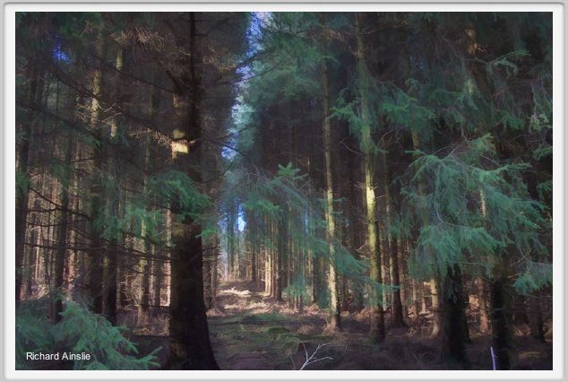 winter wood .jpg