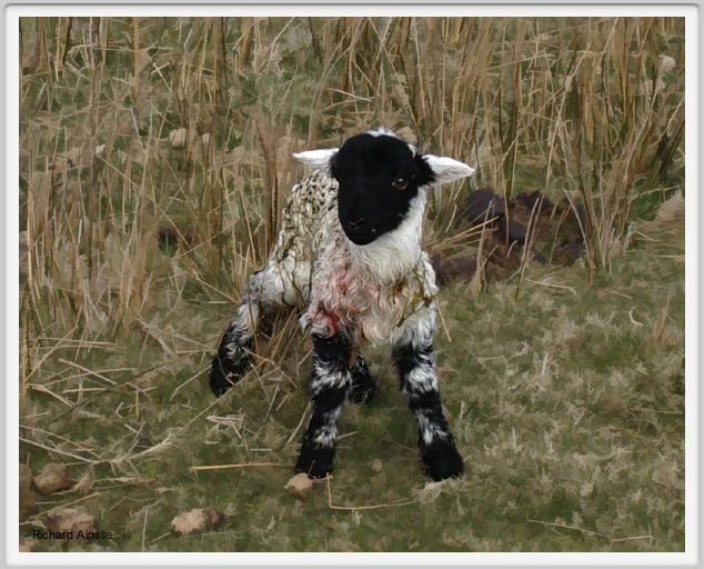 abandoned lamb C.jpg