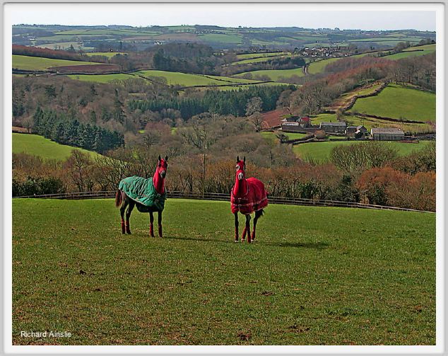 Arabian horses 2.jpg