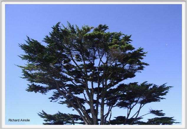 cedar.jpg