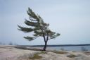  Canadian pine.jpg