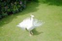 dancing white peacock.jpg