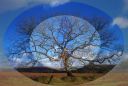 Dartmoor oak.jpg