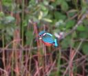 kingfisher A.jpg