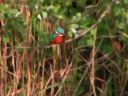 kingfisher B.jpg