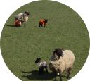 lambs with macs.jpg