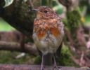 moulting robin A.jpg
