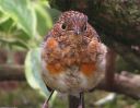 moulting robin B.jpg