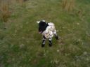 abandoned lamb A.jpg