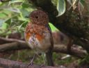 moulting robin C.jpg