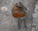 moulting robin D.jpg