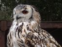 owl A.jpg