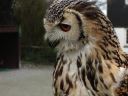 owl B.jpg