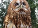 owl C.jpg