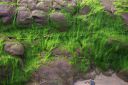 seaweed.jpg