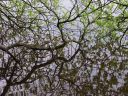 spring branch.jpg