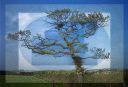 tree composite 2.jpg