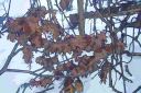 winter leaves.jpg