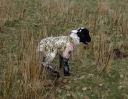 abandoned lamb B.jpg