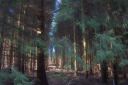 winter wood .jpg