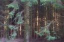 winterlight.jpg