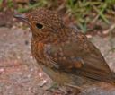 young robin.jpg