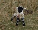 abandoned lamb C.jpg