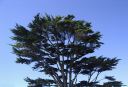cedar.jpg