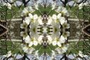 blossom 11.jpg