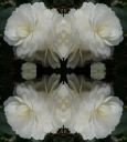 blossom 2.jpg