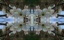 blossom 4.jpg