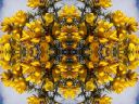 gorse 1.jpg