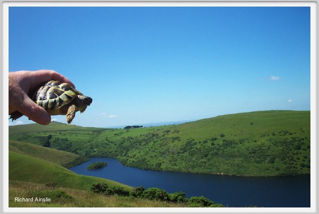 Zola at Meldon.jpg