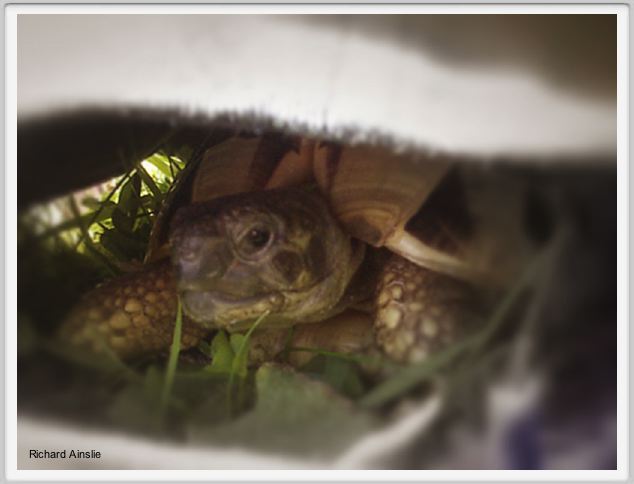 Zola hiding.jpg