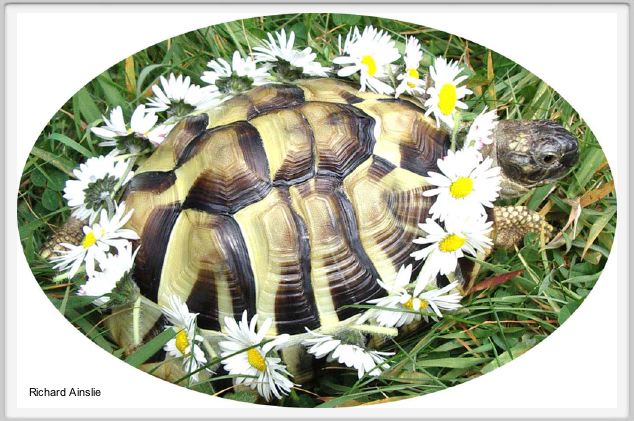 Zola with daisychain.jpg