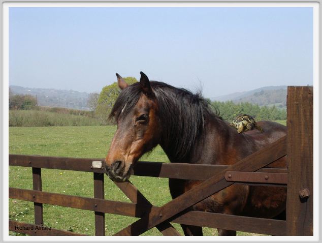 sidesaddle.jpg