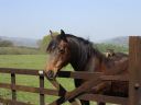 sidesaddle.jpg